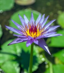 Leknín fialový - Nymphaea caerulea - prodej semen - 6 ks