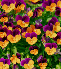 Violka rohatá - Viola cornuta - prodej semen - 300 ks