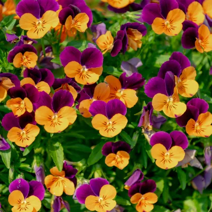 Violka rohatá - Viola cornuta - prodej semen - 300 ks
