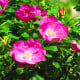 Růže svraskalá - Rosa rugosa - prodej semen - 10 ks