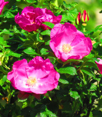 Růže svraskalá - Rosa rugosa - prodej semen - 5 ks