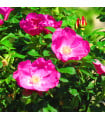 Růže svraskalá - Rosa rugosa - prodej semen - 10 ks