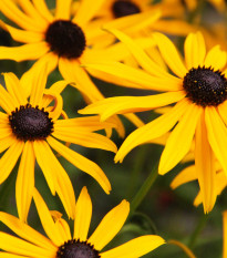 Třapatka srstnatá - Rudbeckia hirta - prodej semen - 400 ks