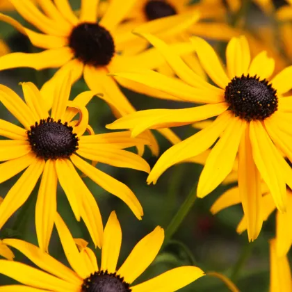 Třapatka srstnatá - Rudbeckia hirta - prodej semen - 400 ks