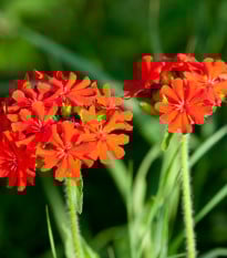 Kohoutek chalcedonský - Lychnis chalcedonica - prodej semen - 50 ks