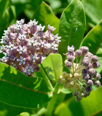 Klejicha hedvábná - Asclepias syriaca - prodej semen - 20 ks