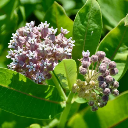 Klejicha hedvábná - Asclepias syriaca - prodej semen - 20 ks