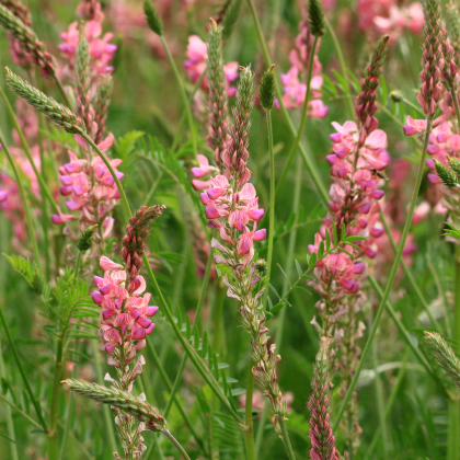 Vičenec ligrus - Onobrychis viciifolia - prodej semen - 50 ks