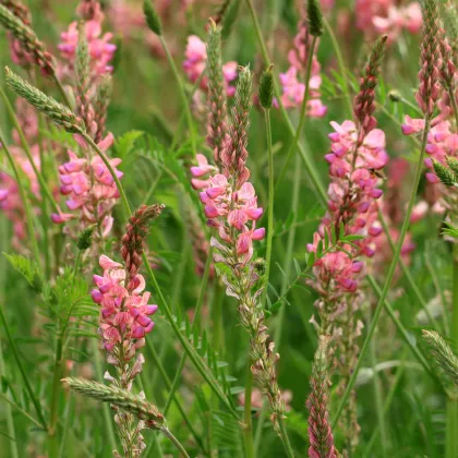 Vičenec ligrus - Onobrychis viciifolia - prodej semen - 50 ks