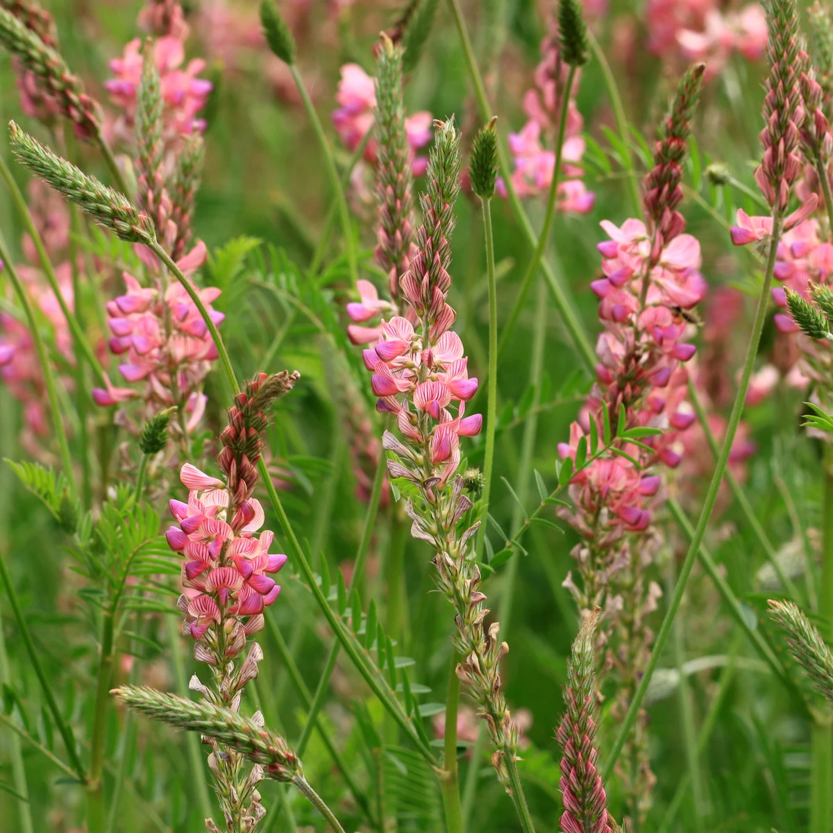 Vičenec ligrus - Onobrychis viciifolia - prodej semen - 50 ks