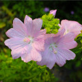 Sléz pižmový - Malva moschata - prodej semen - 50 ks