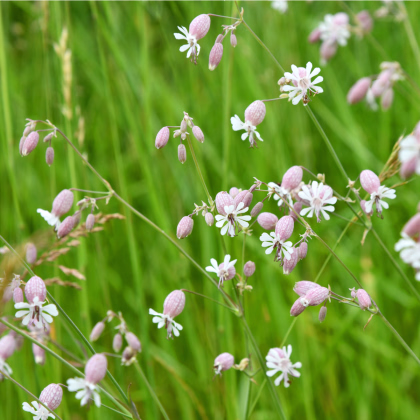 Silenka nadmutá - Silene vulgaris - prodej semen - 150 ks