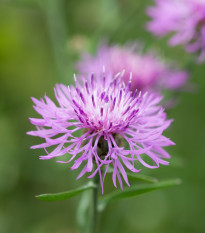 Chrpa luční modrá - Centaurea jaceae - prodej semen - 200 ks