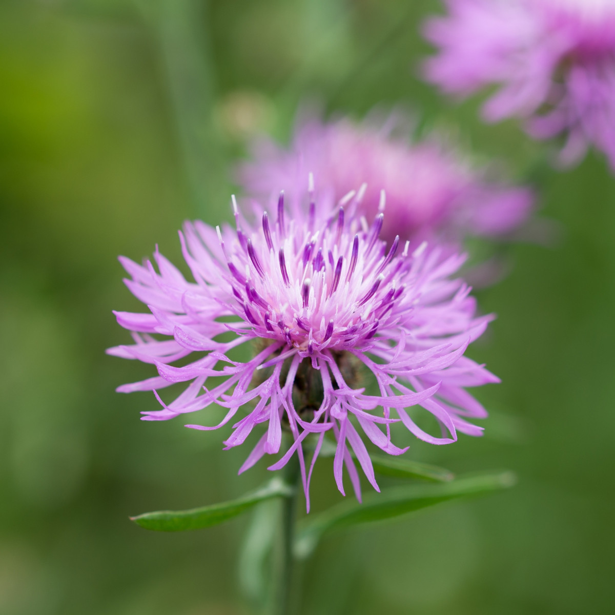 Chrpa luční modrá - Centaurea jaceae - prodej semen - 200 ks