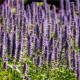Agastache korejská Seoul - Agastache rugosa - prodej semen - 20 ks
