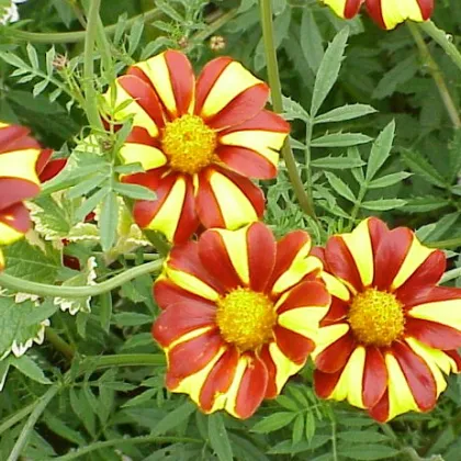 Aksamitník rozkladitý vysoký - Tagetes patula - semena Aksamitníku - 0,3 g