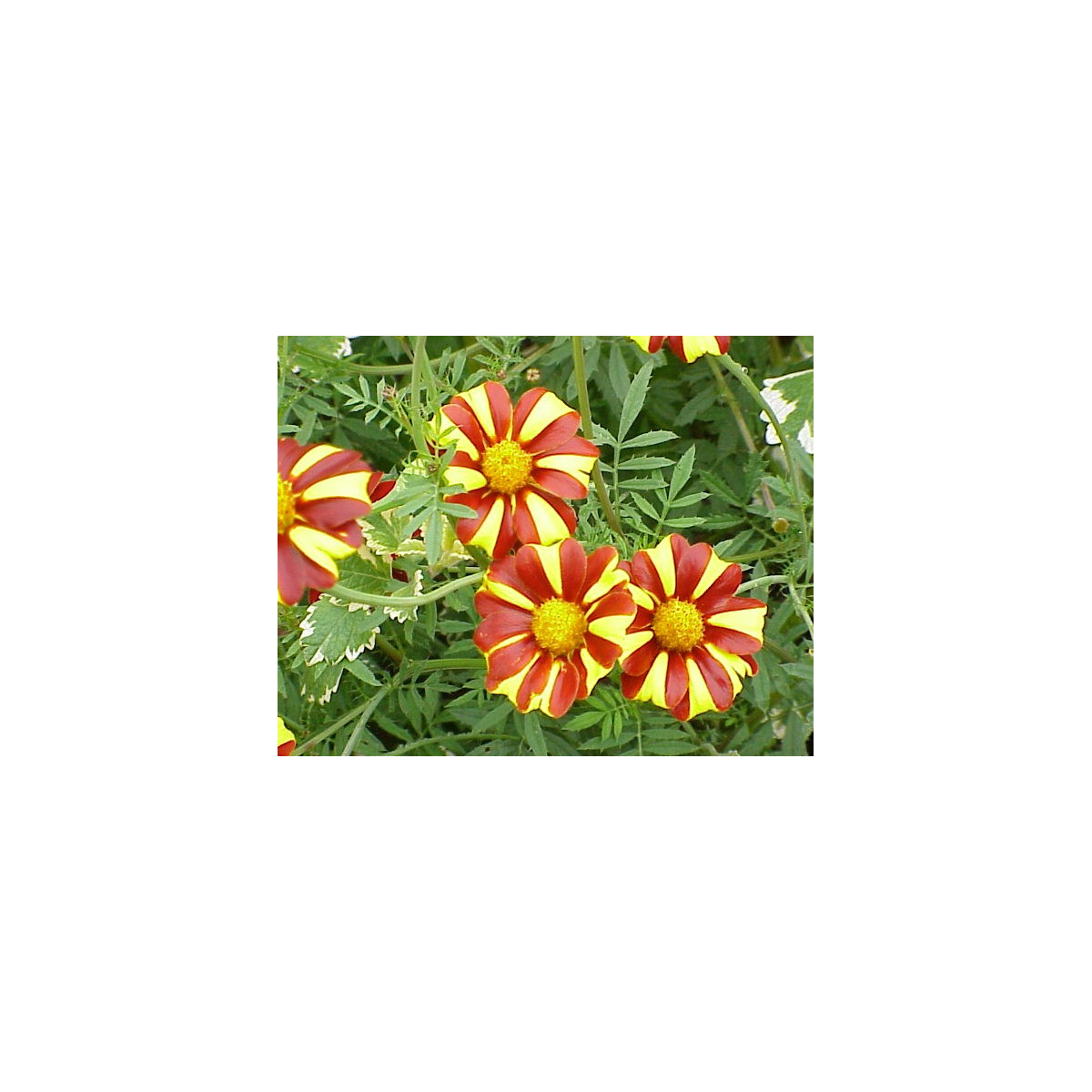 Aksamitník rozkladitý vysoký - Tagetes patula - semena Aksamitníku - 0,3 g