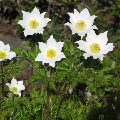 Koniklec alpinský - Pulsatilla alpina - prodej semen - 10 ks