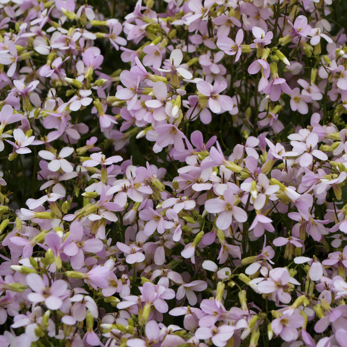 Huseník růžový - Arabis arendsii - prodej semen - 100 ks