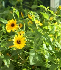 Slunečnice slabá směs barev - Helianthus debilis - prodej semen - 15 ks
