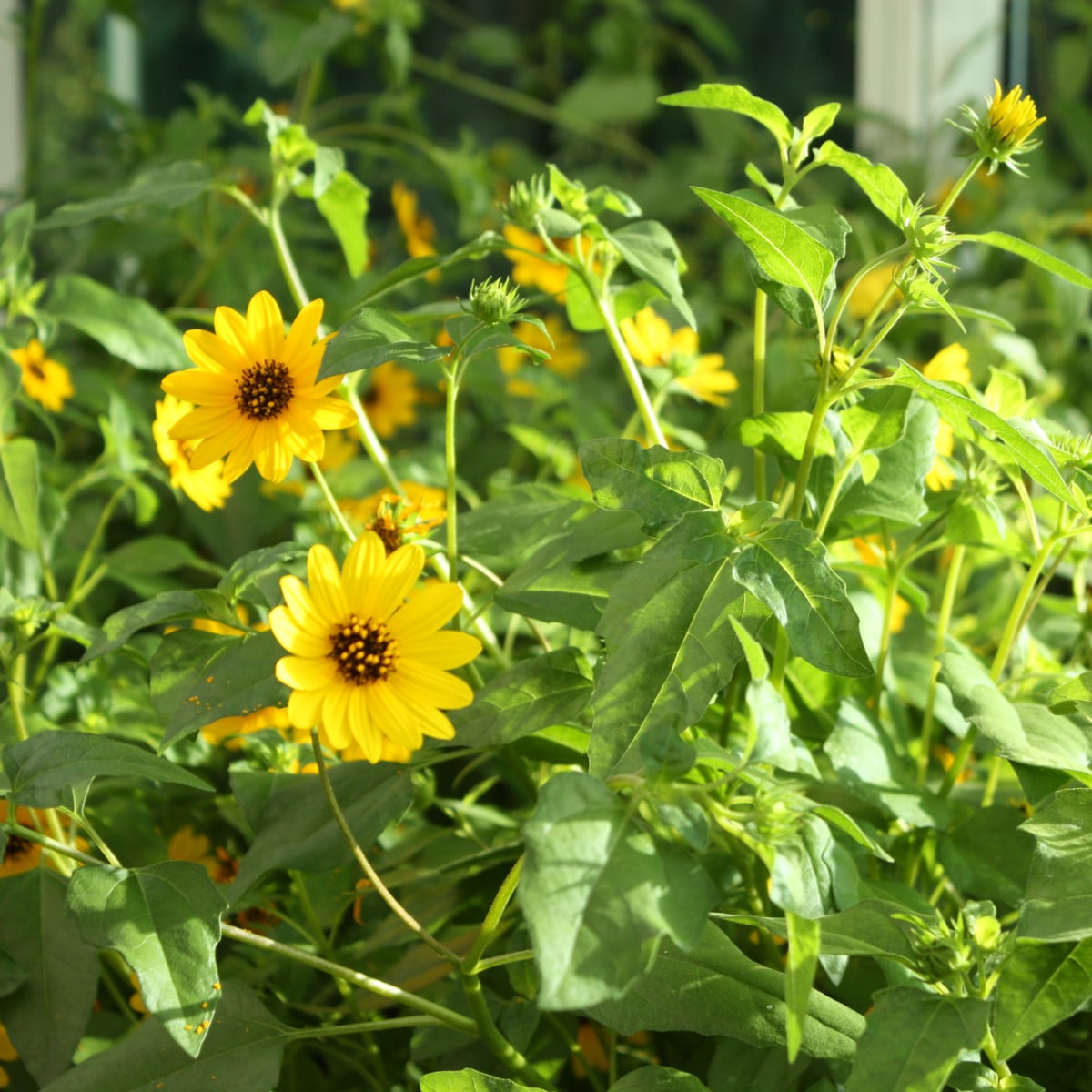 Slunečnice slabá směs barev - Helianthus debilis - prodej semen - 15 ks