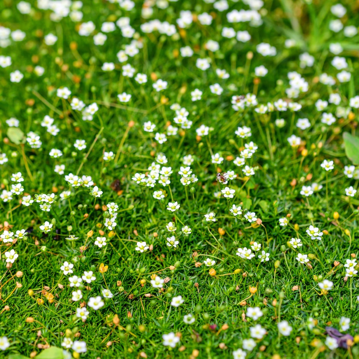 Úrazník šídlovitý - Sagina subulata - prodej semen - 150 ks