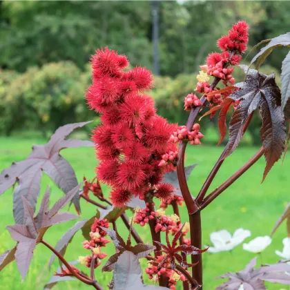 Skočec obecný červenýn Karmen - Ricinus communis gibsoni - prodej semen - 3 ks