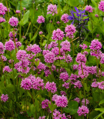 Kohoutek alpský - Lychnis alpina - prodej semen - 20 ks