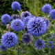 Bělotrn modrý - Echinops ritro - prodej semen - 6 ks