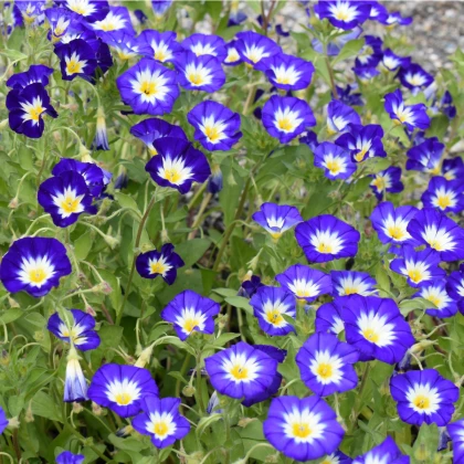 Svlačec trojbarevný Royal Ensign - Convolvulus tricolor - prodej semen - 50 ks