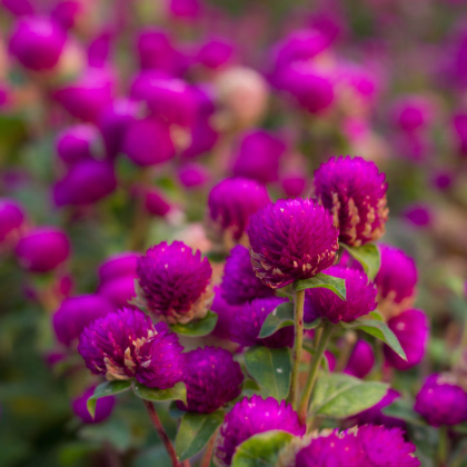 Pestrovka kulovitá fialová - Gomphrena globosa - prodej semen - 25 ks