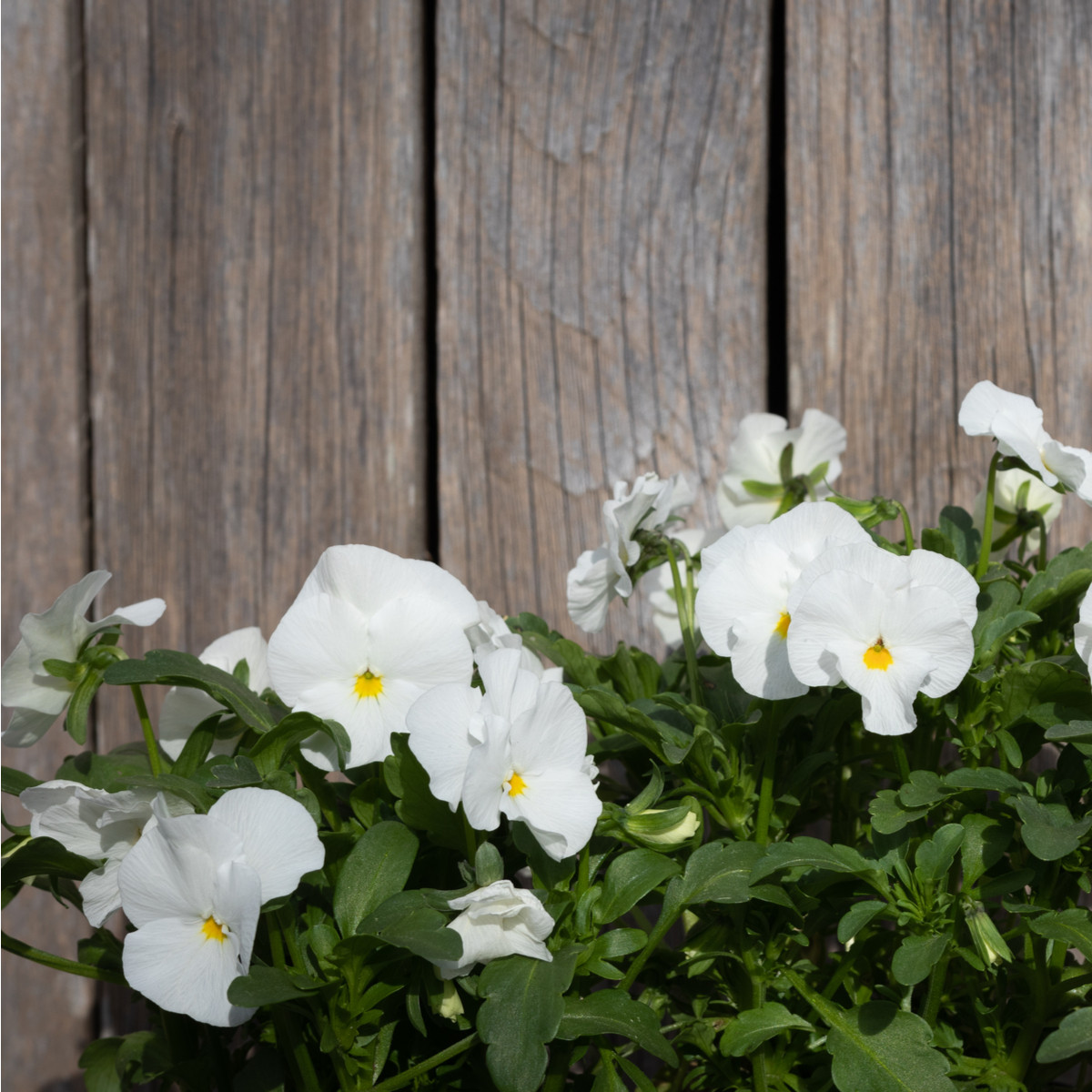 Maceška Schweizer Riesen Firnenschnee - Viola wittrockiana - prodej semen - 200 ks