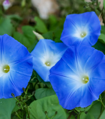 Povíjnice trojbarevná Blue Star - Ipomoea tricolor - prodej semen - 25 ks