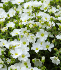 Písečnice horská Blizzard Compact - Arenaria montana - prodej semen - 20 ks