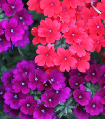 Sporýš zahradní Tuscany Mix - Verbena hybrida - prodej semen - 15 ks