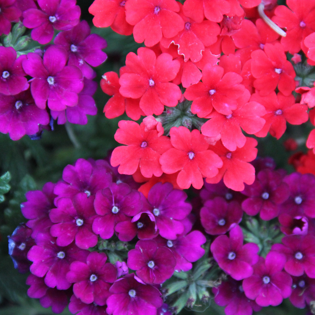 Sporýš zahradní Tuscany Mix - Verbena hybrida - prodej semen - 15 ks