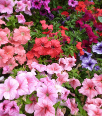 Petúnie Superbissima směs - Petunia nana compacta - prodej semen - 20 ks