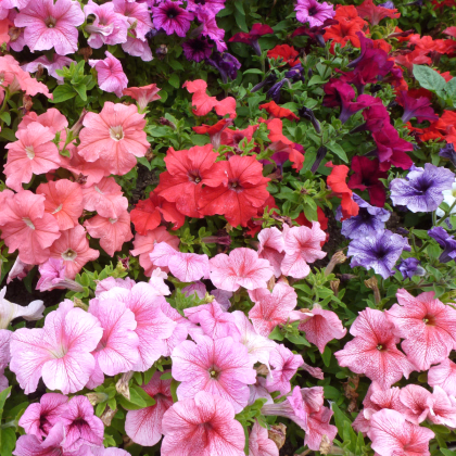 Petúnie Superbissima směs - Petunia nana compacta - prodej semen - 20 ks