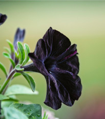 Petúnie Sophistica Blackberry F1 - Petunia grandiflora - prodej semen - 15 ks