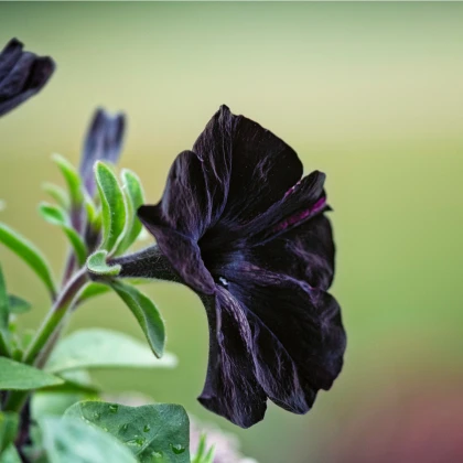 Petúnie Sophistica Blackberry F1 - Petunia grandiflora - prodej semen - 15 ks