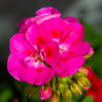 Muškát páskatý Nekita Deep Rose F1 - Pelargonium zonale - prodej semen - 4 ks