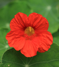 Lichořeřišnice nízká Baby Deep Rose - Kapucínka - Tropaeolum minus - prodej semen - 8 ks