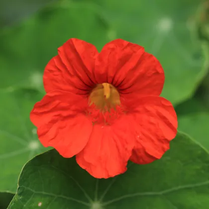 Lichořeřišnice nízká Baby Deep Rose - Kapucínka - Tropaeolum minus - prodej semen - 8 ks