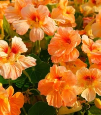 Lichořeřišnice nízká Tip Top Apricot - Kapucínka - Tropaeolum minus - prodej semen - 12 ks