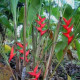 Helikonie (Heliconia aemygdiana)- semena- 5ks