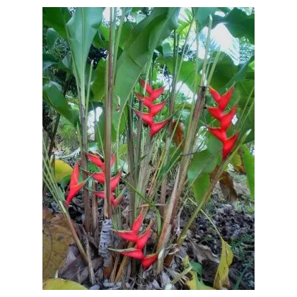 Helikonie (Heliconia aemygdiana)- semena- 5ks