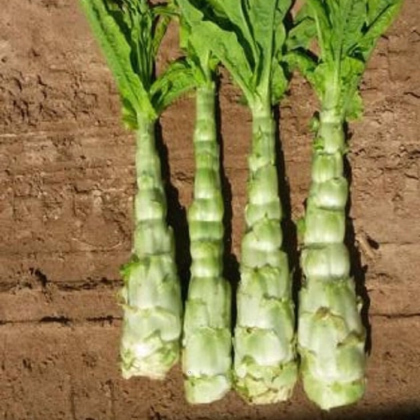 Špenát vodní - Ipomoea aquatic - prodej semen - 15 ks