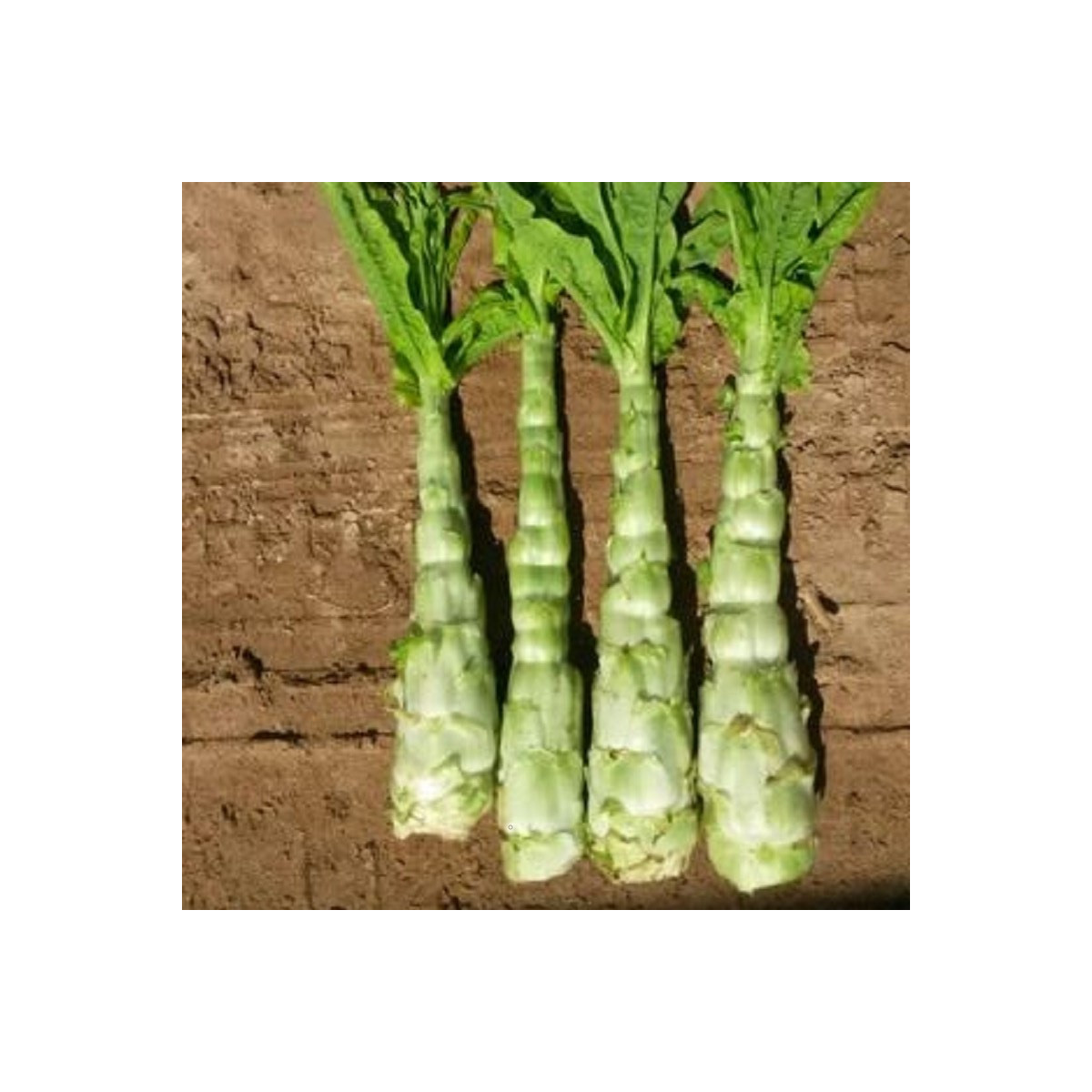 Špenát vodní - Ipomoea aquatic - prodej semen - 15 ks