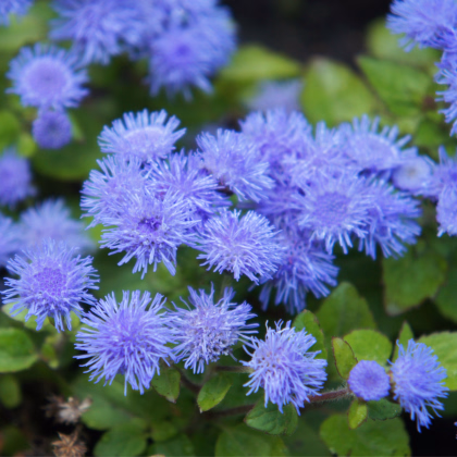 Nestařec Aloha modrý - Ageratum - prodej semen - 20 ks