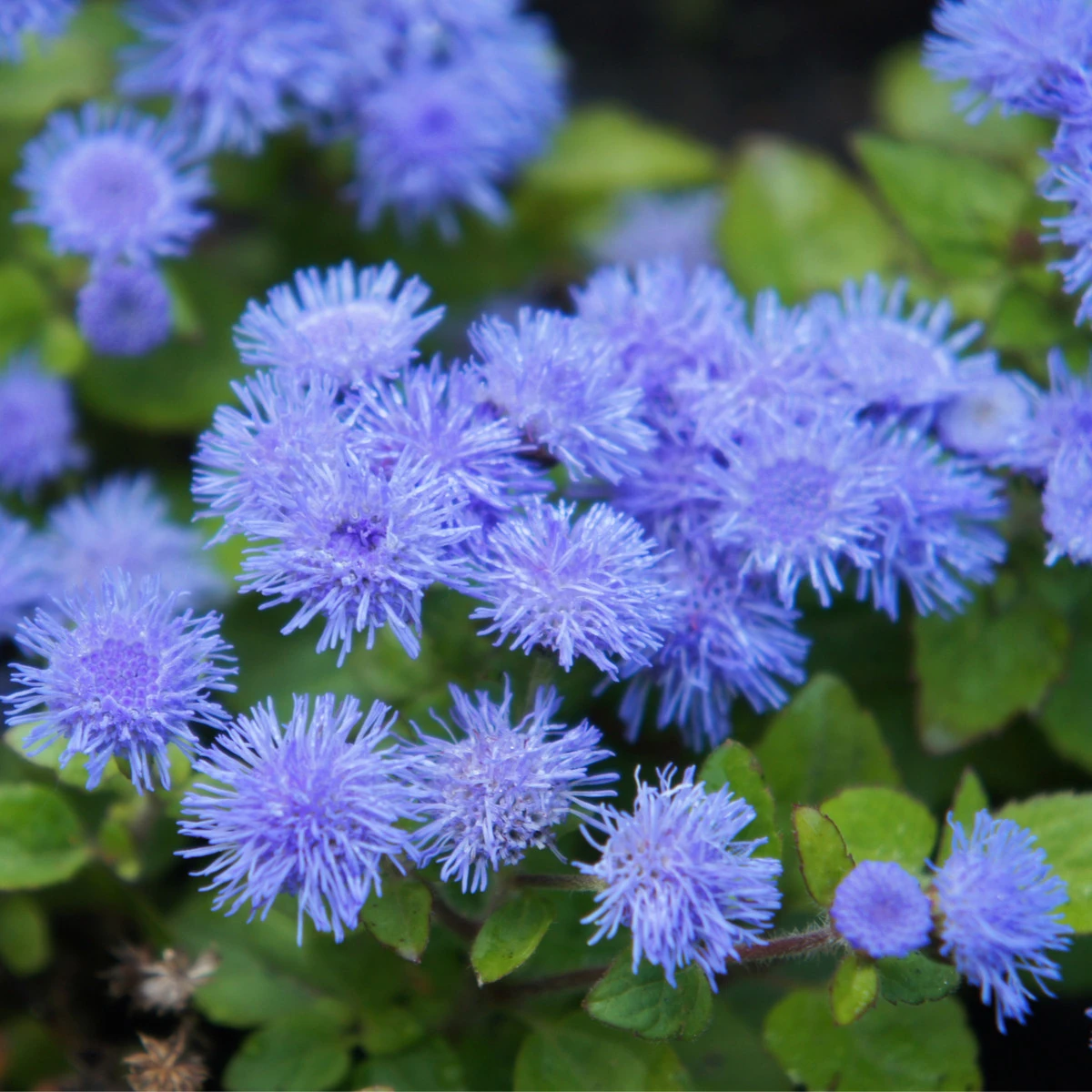 Nestařec Aloha modrý - Ageratum - prodej semen - 20 ks